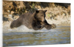 Grizzly Bear Hunting Spawning Salmon in River at Kinak Bay by Anonymous