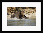Grizzly Bear Hunting Spawning Salmon in River at Kinak Bay by Anonymous