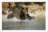 Grizzly Bear Hunting Spawning Salmon in River at Kinak Bay by Anonymous