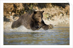 Grizzly Bear Hunting Spawning Salmon in River at Kinak Bay by Anonymous