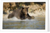 Grizzly Bear Hunting Spawning Salmon in River at Kinak Bay by Anonymous