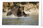 Grizzly Bear Hunting Spawning Salmon in River at Kinak Bay by Anonymous