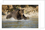 Grizzly Bear Hunting Spawning Salmon in River at Kinak Bay by Anonymous