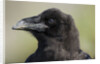 Raven at Hallo Bay in Katmai National Park by Anonymous
