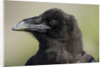 Raven at Hallo Bay in Katmai National Park by Anonymous