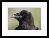 Raven at Hallo Bay in Katmai National Park by Anonymous