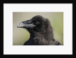 Raven at Hallo Bay in Katmai National Park by Anonymous