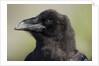Raven at Hallo Bay in Katmai National Park by Anonymous