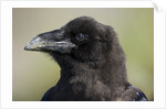 Raven at Hallo Bay in Katmai National Park by Anonymous