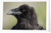 Raven at Hallo Bay in Katmai National Park by Anonymous