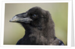 Raven at Hallo Bay in Katmai National Park by Anonymous