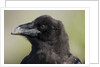 Raven at Hallo Bay in Katmai National Park by Anonymous