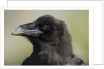 Raven at Hallo Bay in Katmai National Park by Anonymous