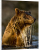 Brown Bear Emerging From Stream While Fishing at Kinak Bay by Anonymous