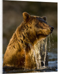 Brown Bear Emerging From Stream While Fishing at Kinak Bay by Anonymous
