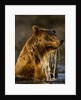 Brown Bear Emerging From Stream While Fishing at Kinak Bay by Anonymous