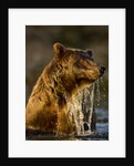 Brown Bear Emerging From Stream While Fishing at Kinak Bay by Anonymous