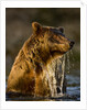 Brown Bear Emerging From Stream While Fishing at Kinak Bay by Anonymous