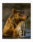 Brown Bear Emerging From Stream While Fishing at Kinak Bay by Anonymous