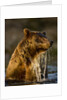 Brown Bear Emerging From Stream While Fishing at Kinak Bay by Anonymous