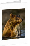 Brown Bear Emerging From Stream While Fishing at Kinak Bay by Anonymous