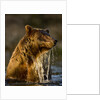 Brown Bear Emerging From Stream While Fishing at Kinak Bay by Anonymous