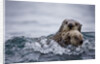 Sea Otter With Pup in Kukak Bay by Anonymous