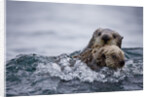 Sea Otter With Pup in Kukak Bay by Anonymous