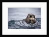 Sea Otter With Pup in Kukak Bay by Anonymous