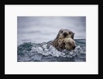 Sea Otter With Pup in Kukak Bay by Anonymous