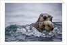 Sea Otter With Pup in Kukak Bay by Anonymous