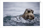 Sea Otter With Pup in Kukak Bay by Anonymous