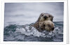 Sea Otter With Pup in Kukak Bay by Anonymous