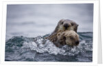 Sea Otter With Pup in Kukak Bay by Anonymous
