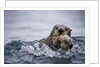 Sea Otter With Pup in Kukak Bay by Anonymous