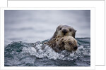 Sea Otter With Pup in Kukak Bay by Anonymous
