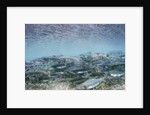 Spawning Salmon in Kinak Bay in Katmai National Park by Anonymous
