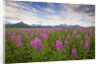 Fireweed in Meadow at Hallo Bay in Katmai National Park by Anonymous