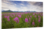 Fireweed in Meadow at Hallo Bay in Katmai National Park by Anonymous
