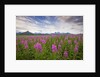 Fireweed in Meadow at Hallo Bay in Katmai National Park by Anonymous