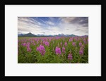 Fireweed in Meadow at Hallo Bay in Katmai National Park by Anonymous
