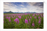 Fireweed in Meadow at Hallo Bay in Katmai National Park by Anonymous