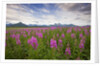 Fireweed in Meadow at Hallo Bay in Katmai National Park by Anonymous