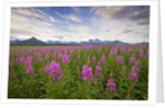 Fireweed in Meadow at Hallo Bay in Katmai National Park by Anonymous