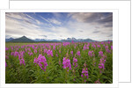 Fireweed in Meadow at Hallo Bay in Katmai National Park by Anonymous