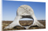 Whale Vertebrae on Tundra in Tusenoyane Archipelago by Anonymous
