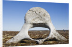Whale Vertebrae on Tundra in Tusenoyane Archipelago by Anonymous