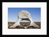 Whale Vertebrae on Tundra in Tusenoyane Archipelago by Anonymous