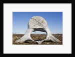 Whale Vertebrae on Tundra in Tusenoyane Archipelago by Anonymous