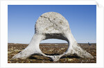 Whale Vertebrae on Tundra in Tusenoyane Archipelago by Anonymous